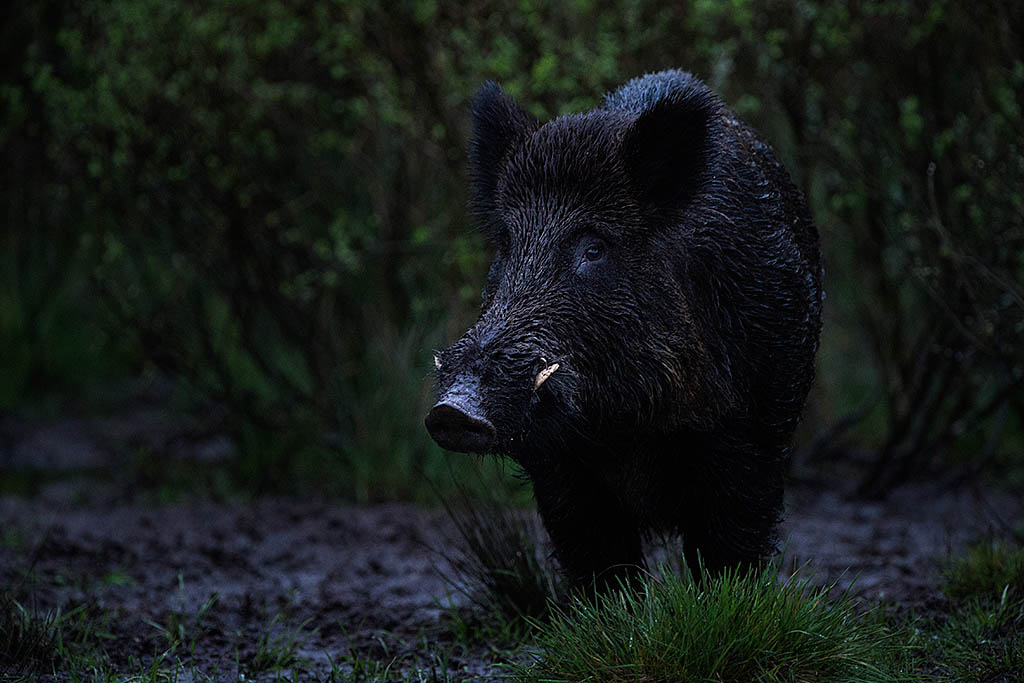Wild Boar, Vildsvin, Sus scrofa, Sweden