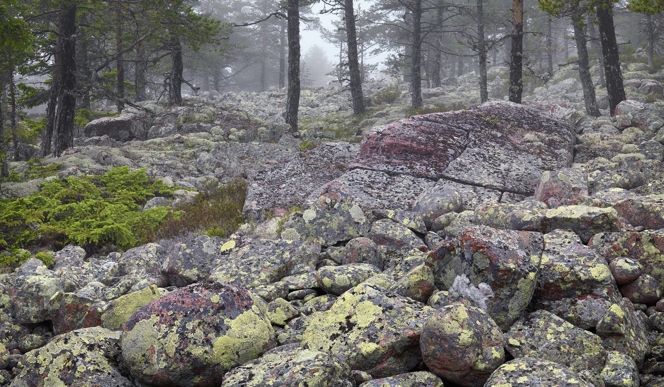 Klapperstenar med vackra mönster i grön kartlav breder ut sig i stelnade vågor runt stigen. Foto: Hans Strand