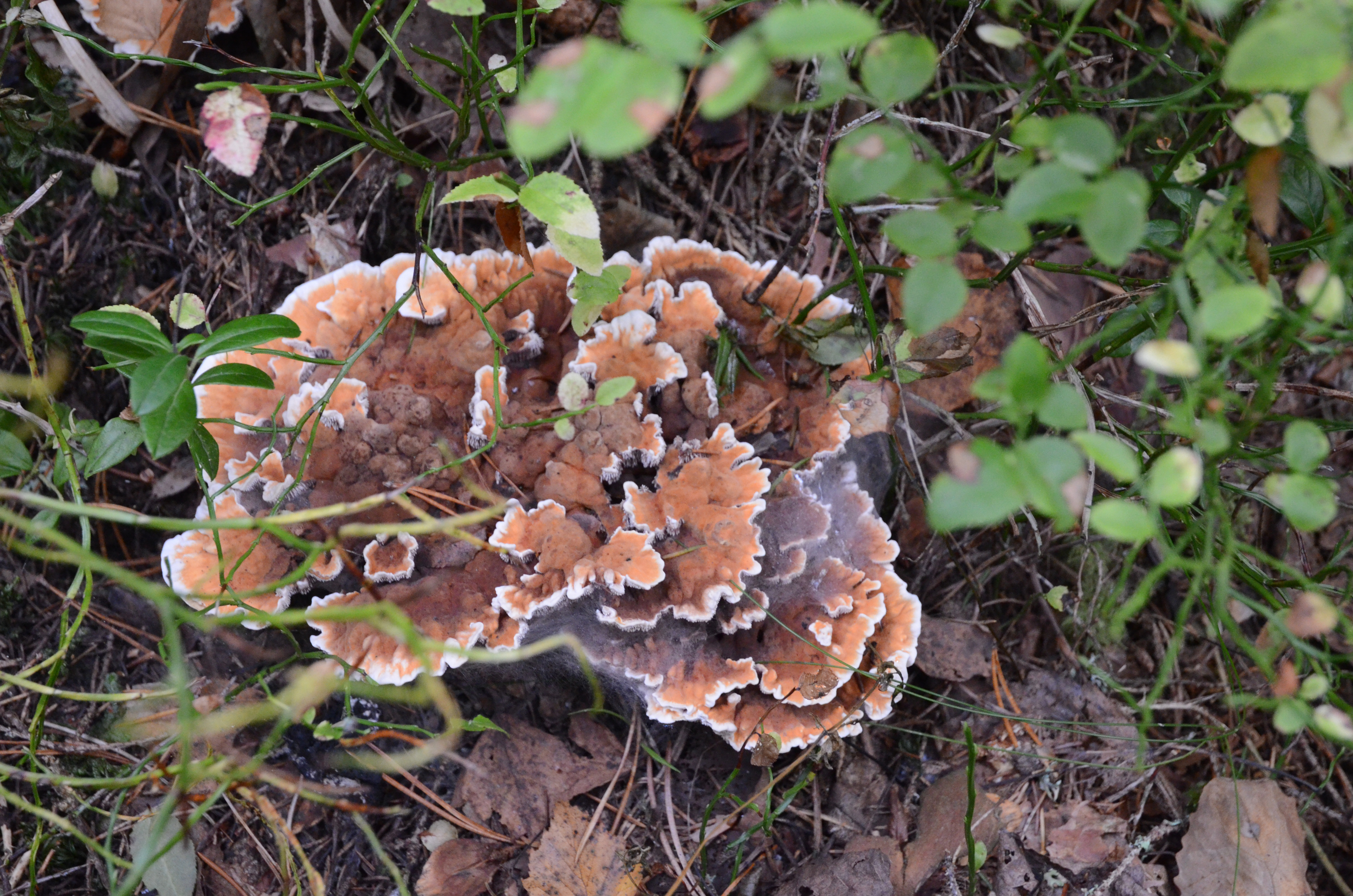 Nyckelarten orange taggsvamp. Foto: Mats Hellmark