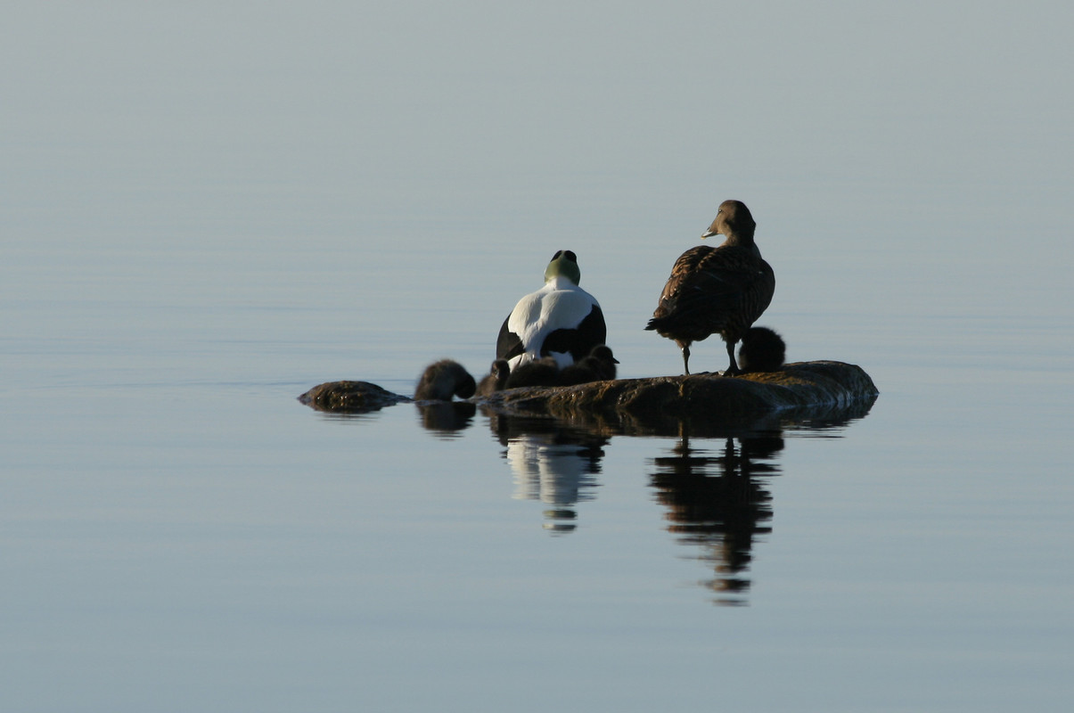 Ejderfamilj med ungar. Foto: Anne Sandberg/Naturskyddsföreningen.