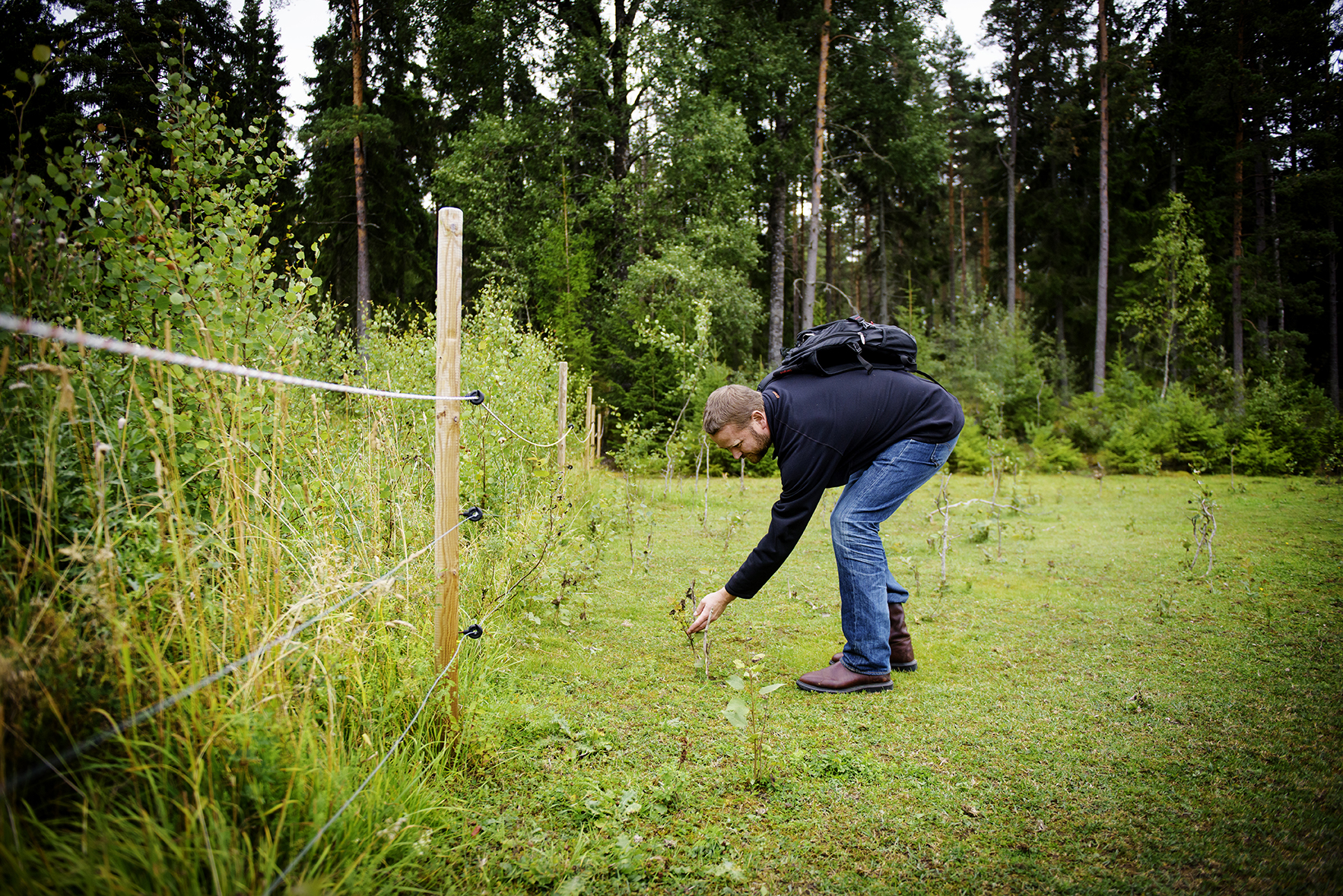 Rewildingprojekt med russ i Uppsala. Carl-Gustaf Thulin, en av de forskare som leder projektet vid en av de inhŠngande kontrollomrŒdena - dŠr man jŠmfšr de betade omrŒdena med de obetade. FOTO: ANNIKA AF KLERCKER