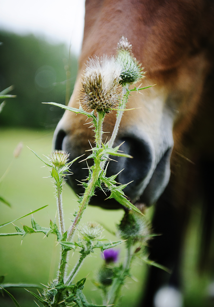 Naturbete kan bli en ny uppgift för gotlandsrussen som både bidrar till öppna landskap och biologisk mångfald och att bevara rasen för framtiden.