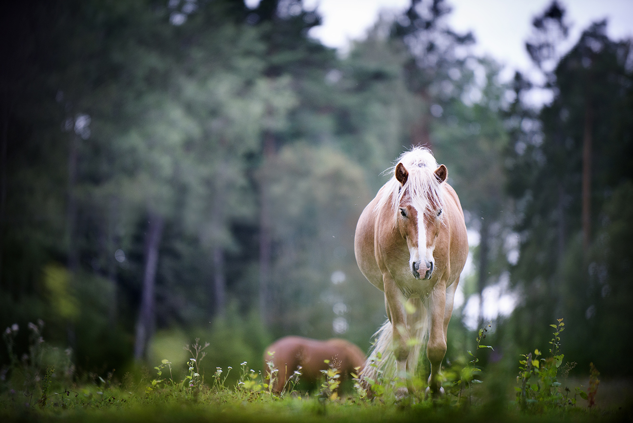 Rewildingprojekt med russ i Uppsala. FOTO: ANNIKA AF KLERCKER
