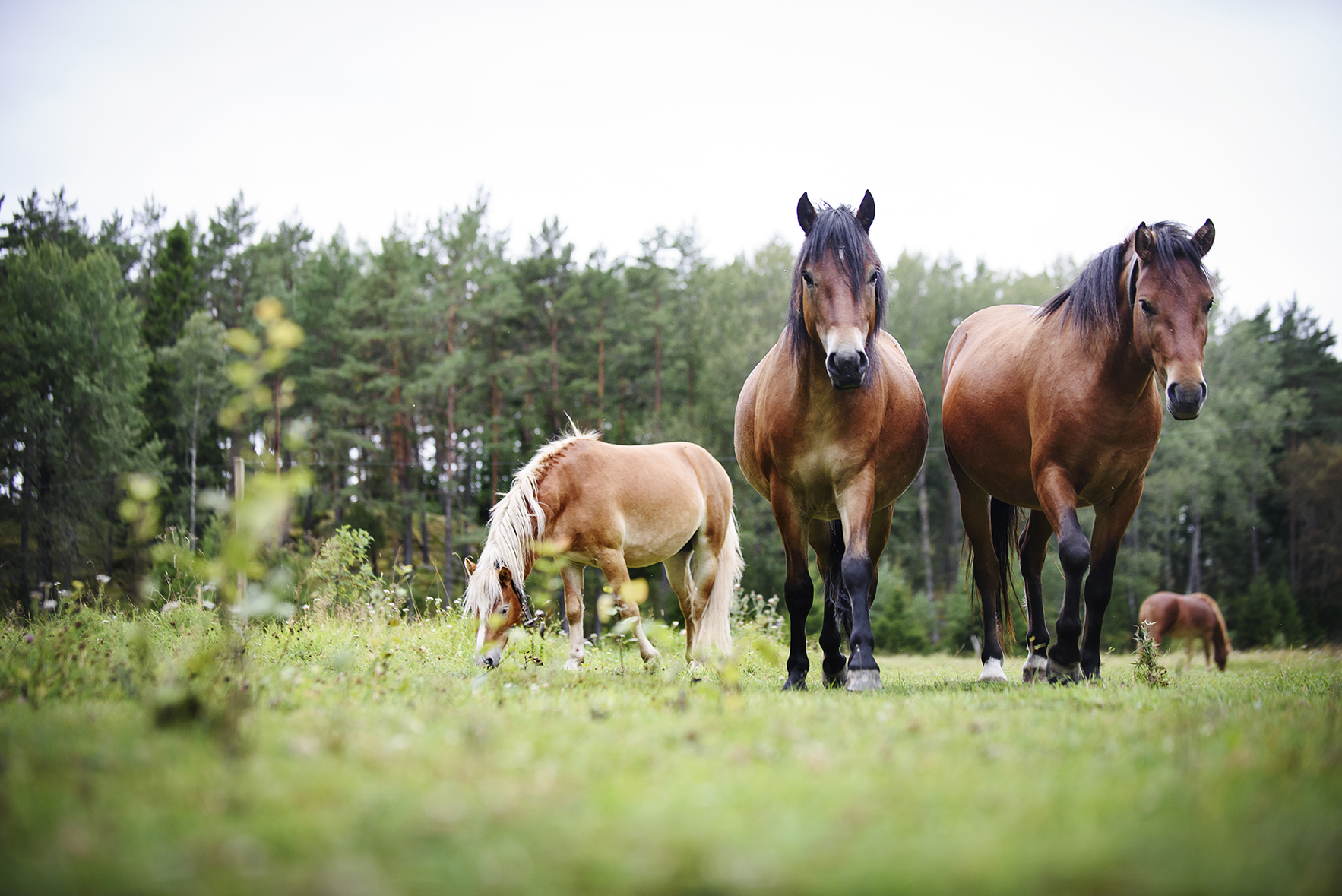 Gotlandsrusset är Sveriges äldsta hästrGotlandsrusset är Sveriges äldsta hästras med härdiga egenskaper som tidig och tjock pälssättning för att klara vinterkyla.