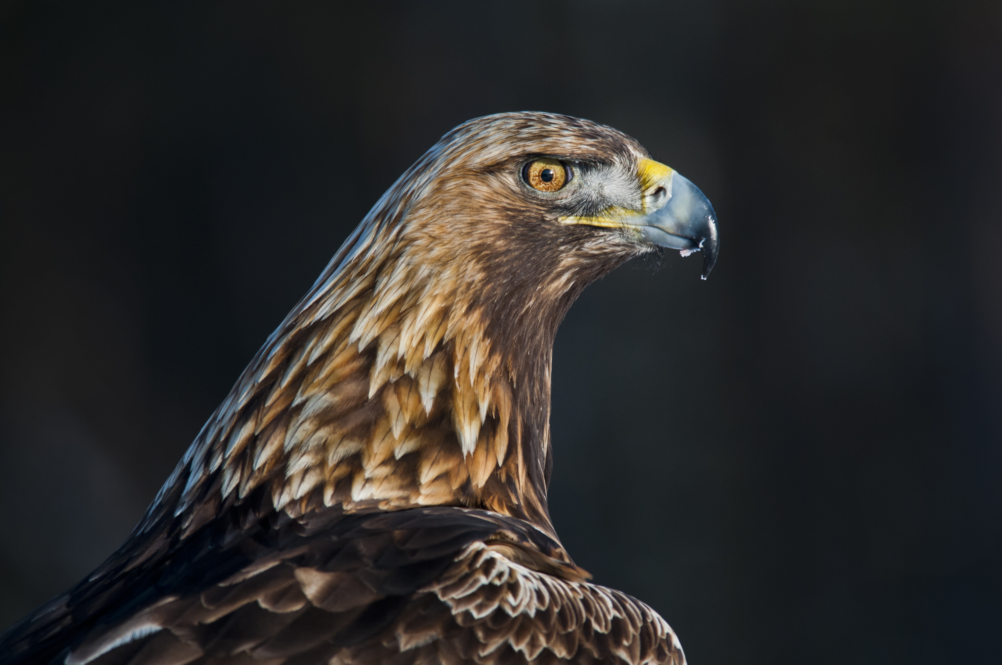 Vild kungsörn, hane med revir i Västerbotten.
