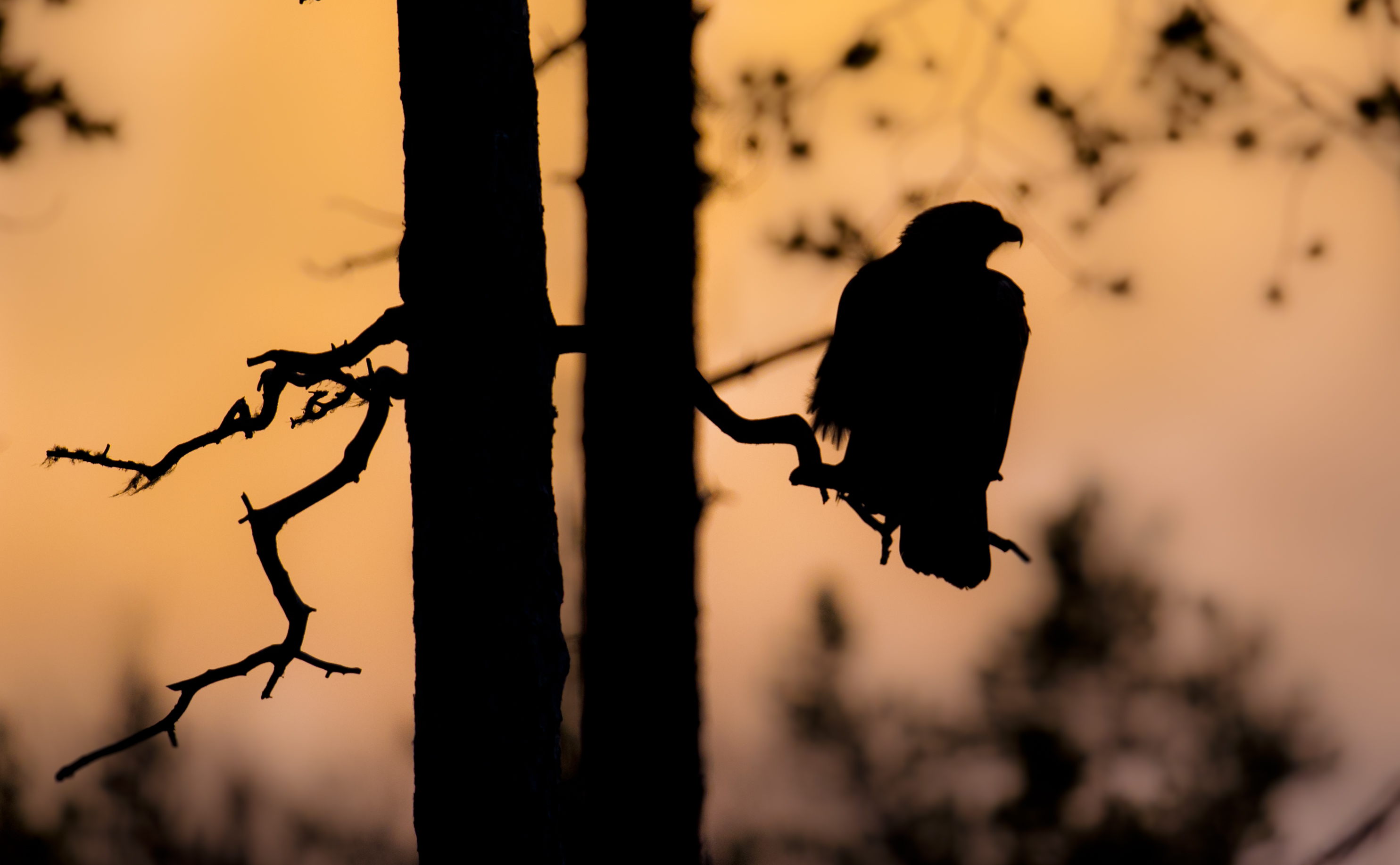 Kungsörn i den orange-rosa skymningen. Kalvträsk, Västerbotten, 24 november.