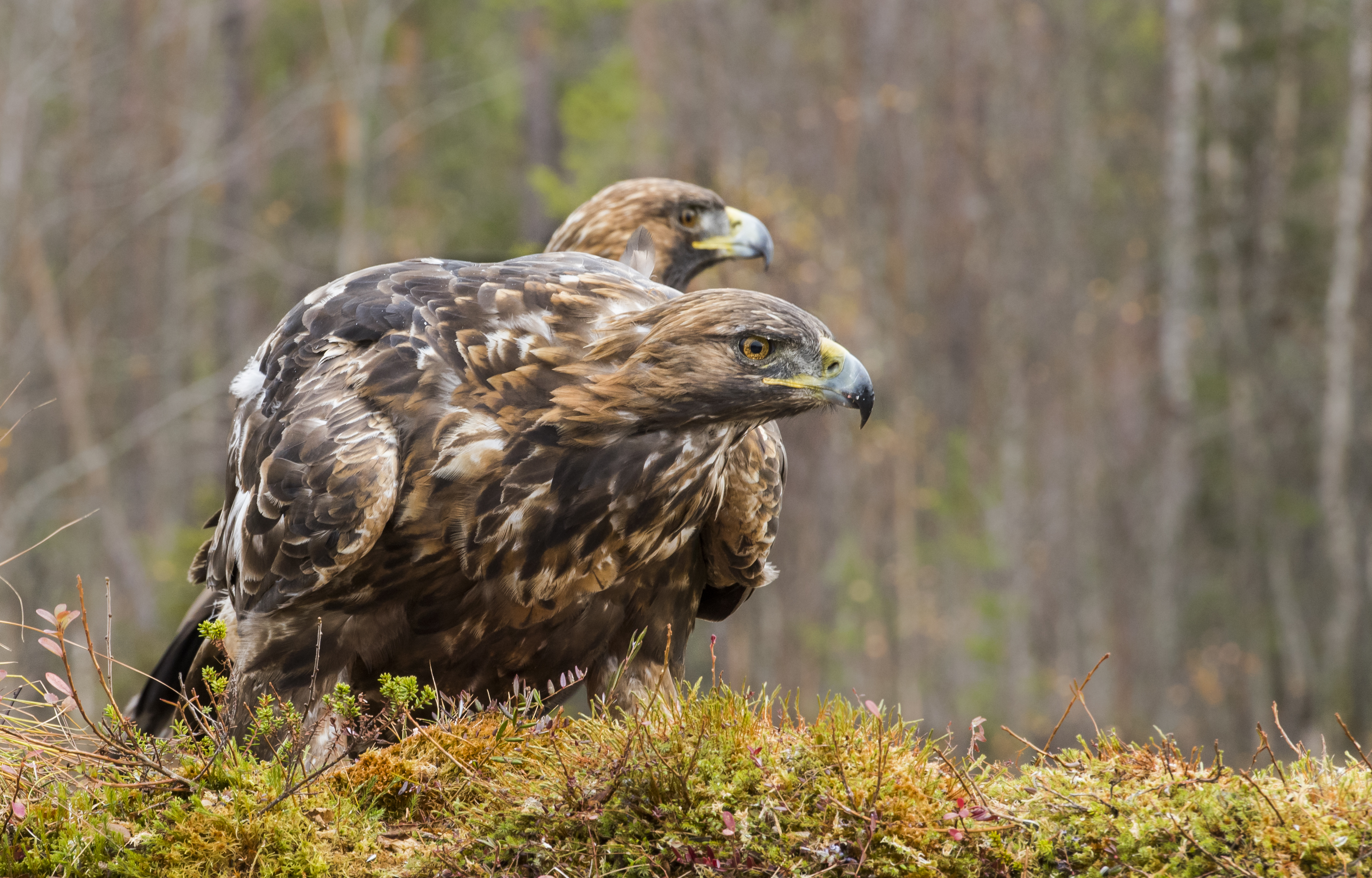 Tvåhövdad kungsörn. Både hanen och honan som finns i reviret kring Kalvträsk.