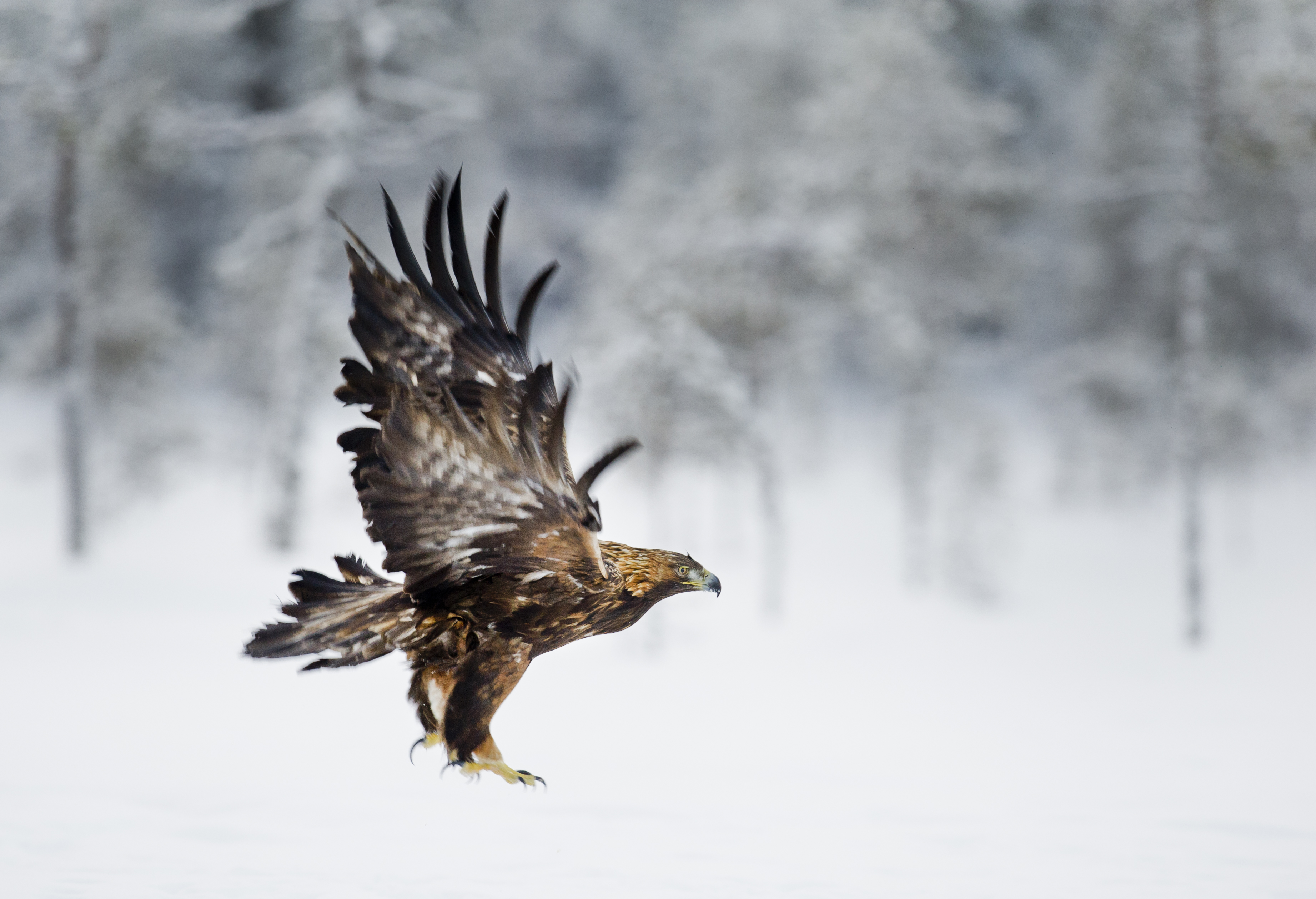 Den gamla hanen ger sig iväg och man ser den luggslitna fjäderdräkten bra.