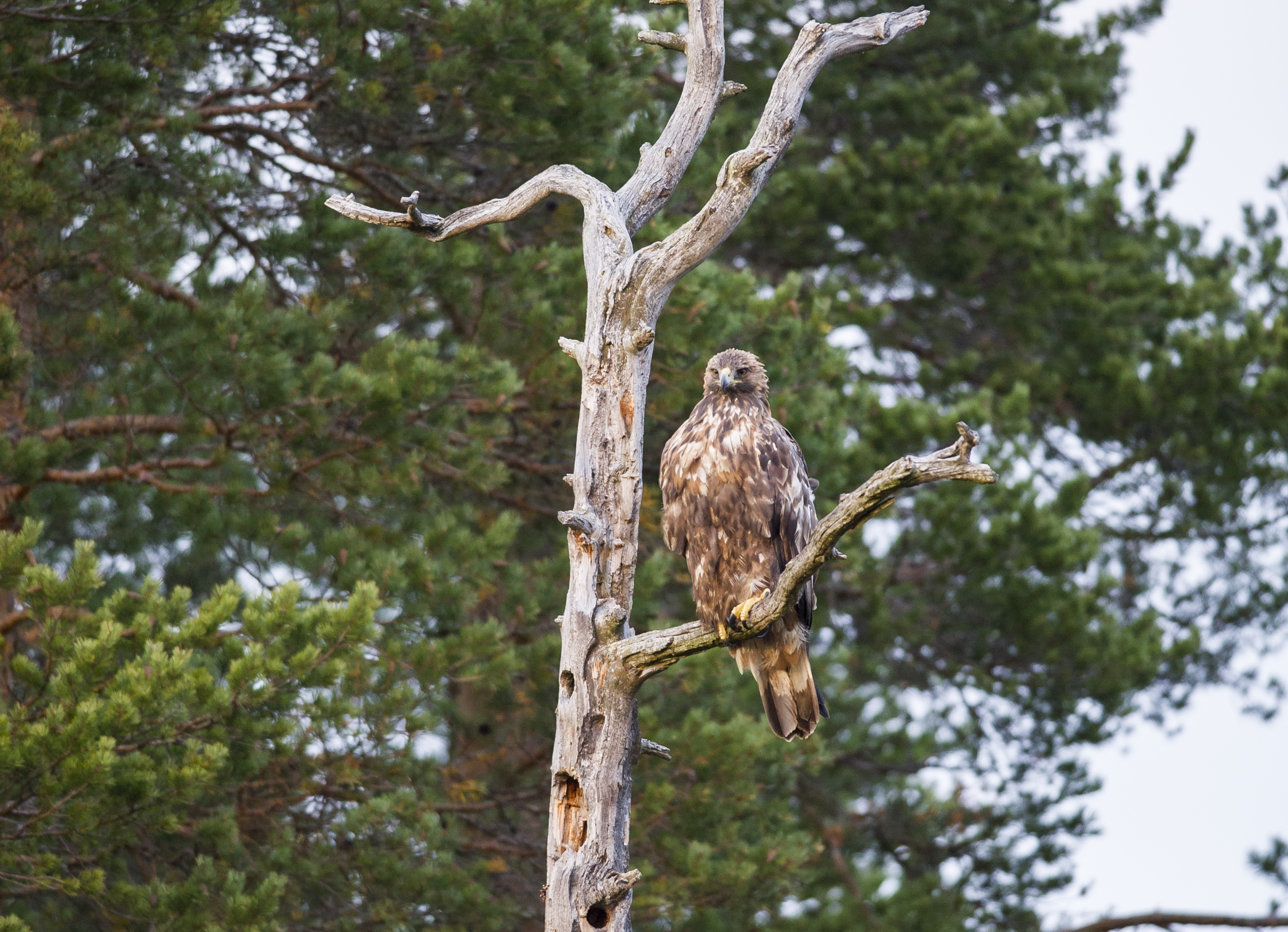 Kungen i sin torraka.