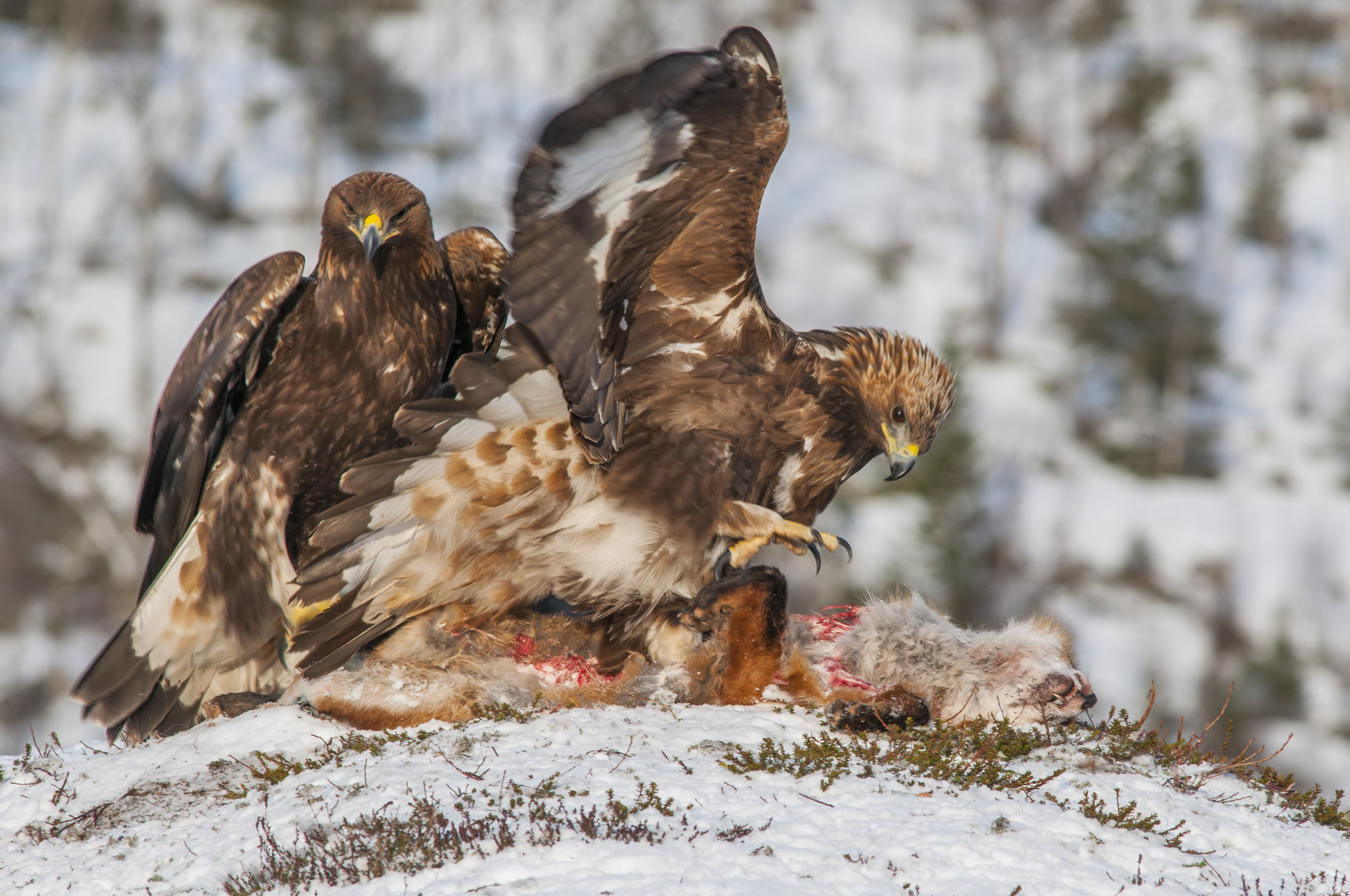 Två kungsörnar i kamp om en död hare. 