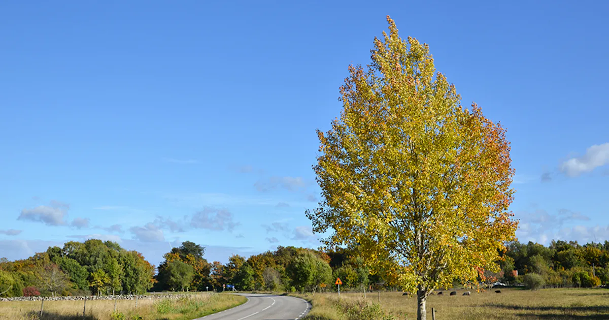 Så funkar en asp – Sveriges Natur
