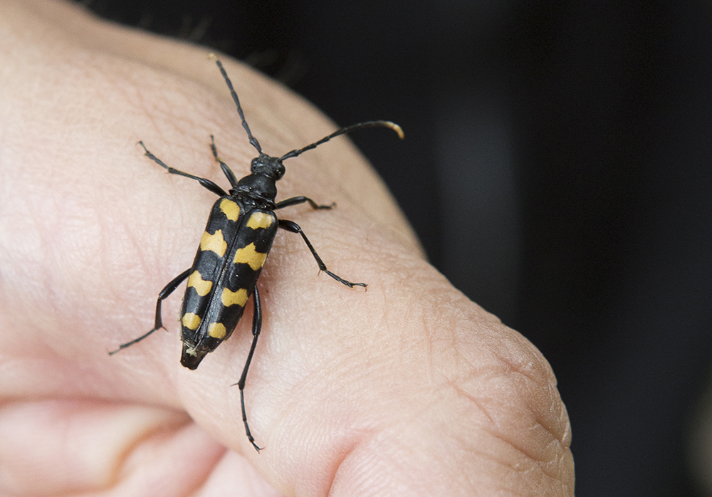 Nore visar upp en åttafläckig blombock.