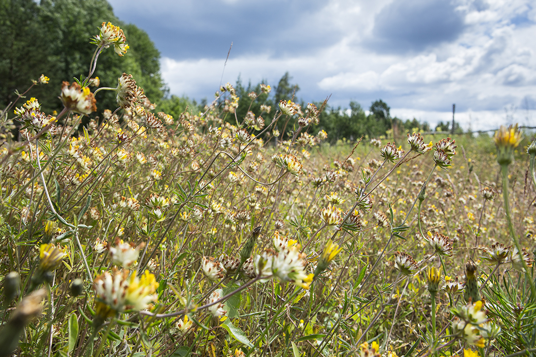 Getväppling dominerar för tillfället på sandängen.