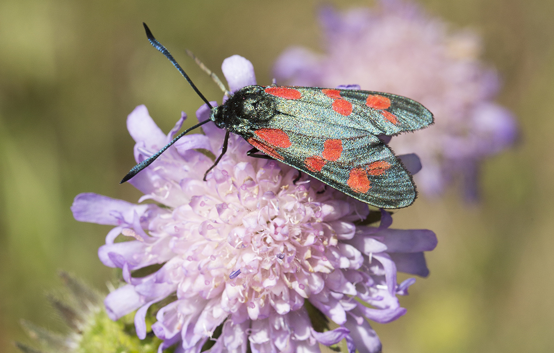 Sexfläckig bastardsvärmare samlar pollen på en åkerväddsblomma.