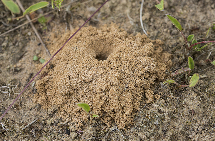 Bohål på sandängen. Okänd invånare.