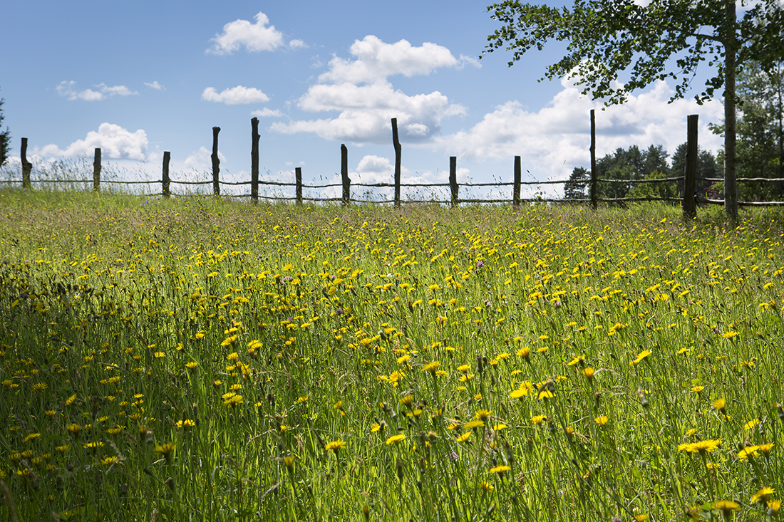 Slåtterängen lyser gul av rotfibblor som drar till sig en mängd bin.