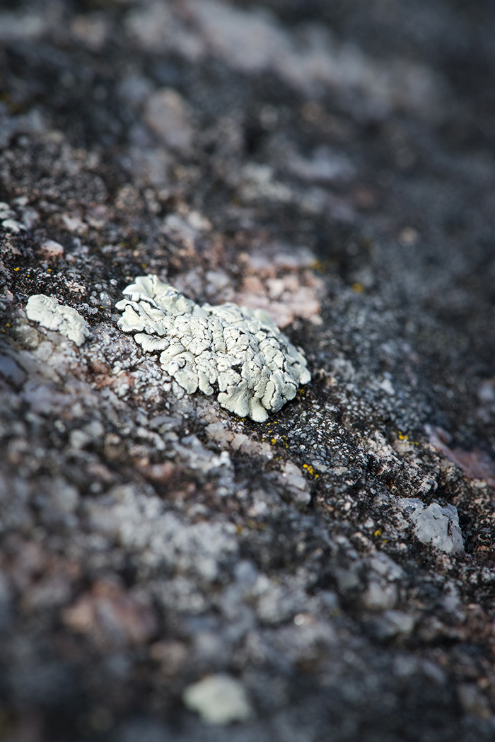 Dvärgplacodlavens knubbighet och frostiga yta lyser i lavgyttret.