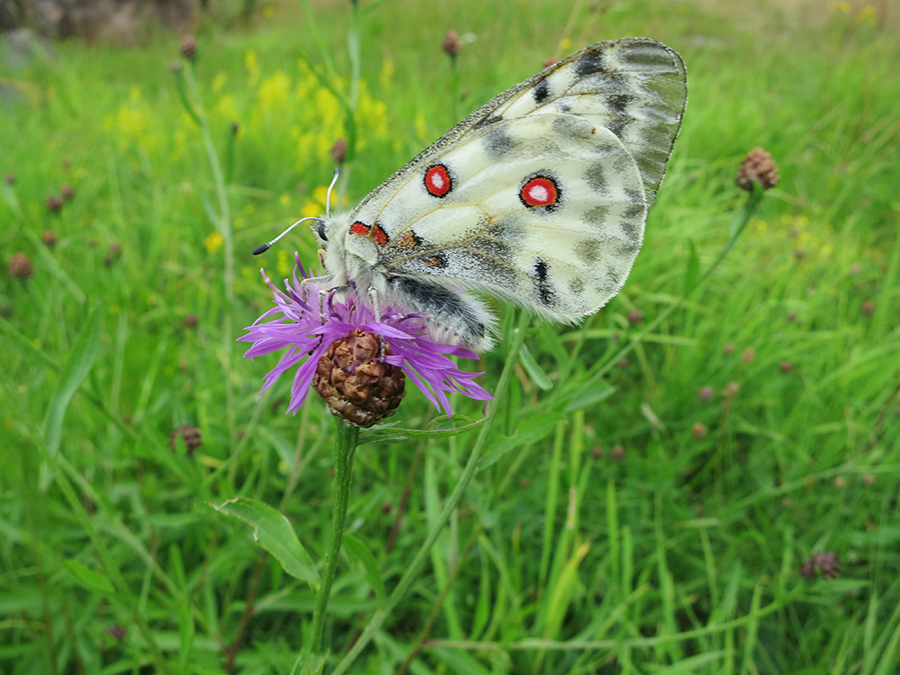 Apollofjäril. Foto: Kristoffer Stighäll