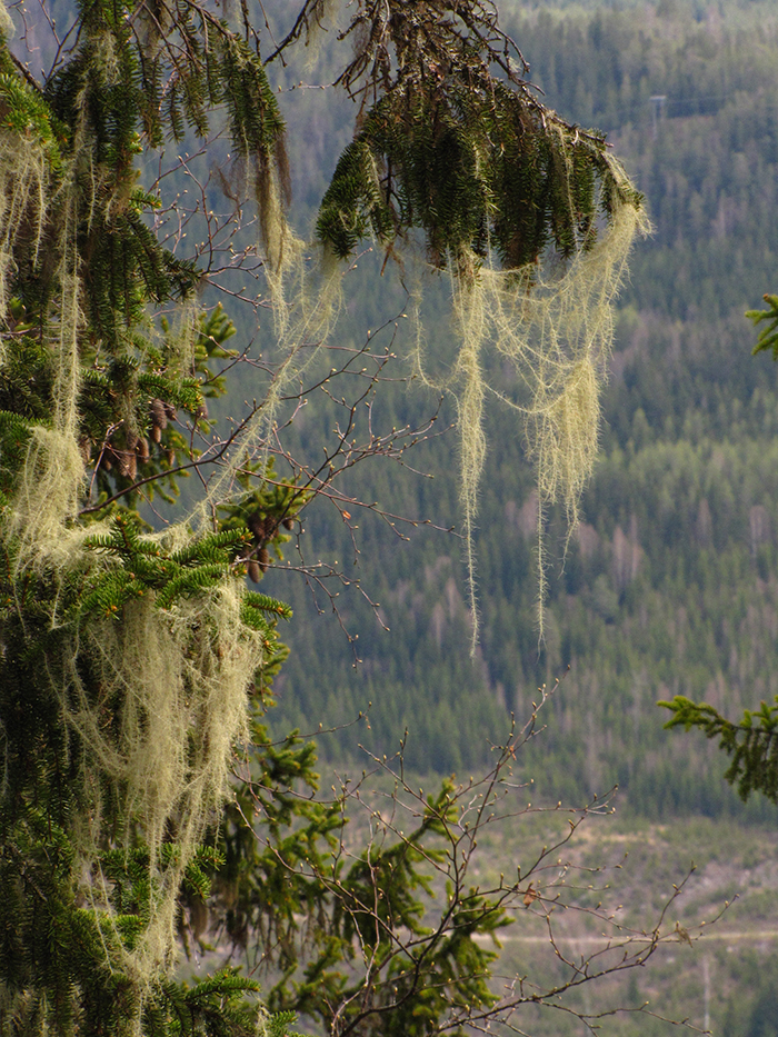 Långskägg, världens längsta lav.