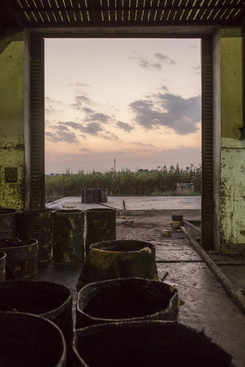 Ur bomullskärnorna som blir över pressas en olja som indiska medelklassfamiljer använder till sin matlagning. Ingen vet hur mycket rester av insektsgifterna som finns kvar i oljan.