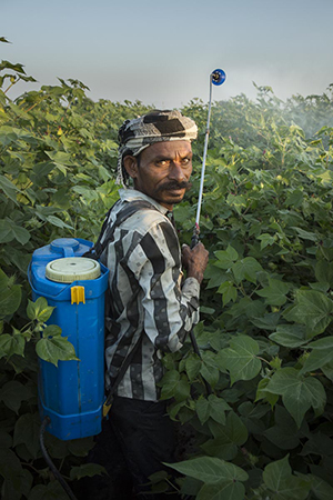 Lhhagan Bhikval mår ofta dåligt av insektsgifterna som han regelbundet sprutar på bomullsplantorna utan skyddsutrustning.