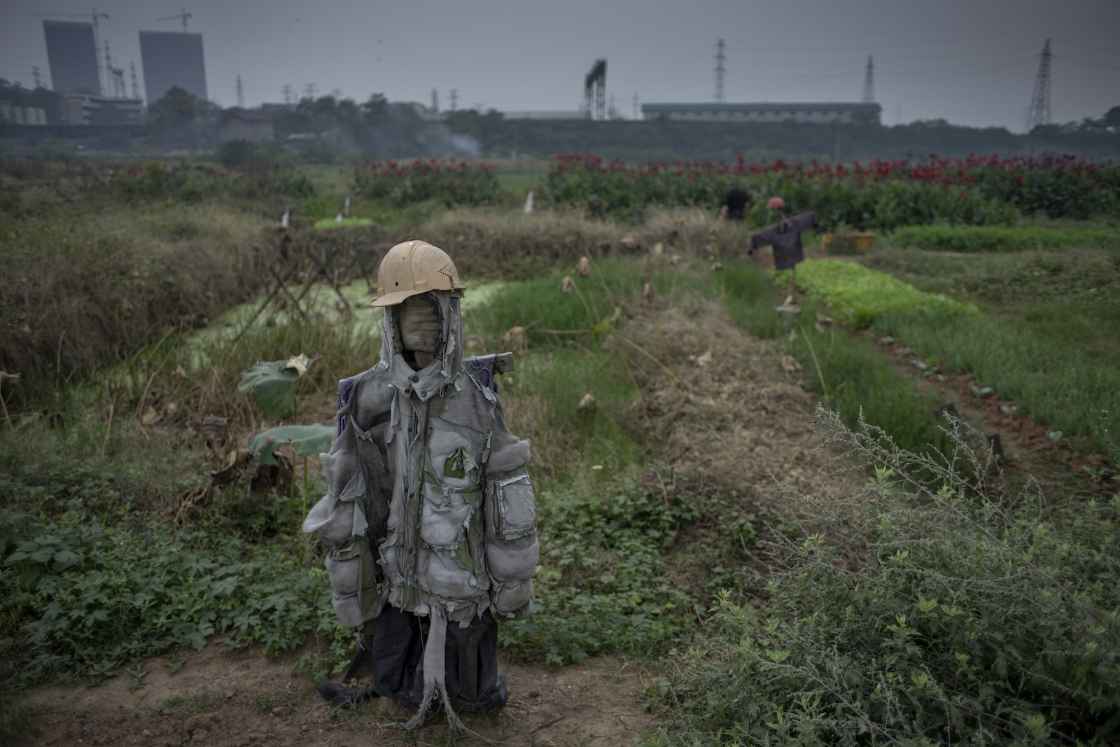 Byarnas odlingar omges av industrier. Ligger vinden på från fel håll vissnar bladen. 