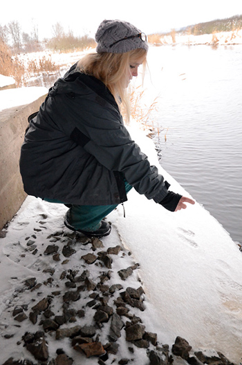 Mia Bisther följer utterns ökning i inventeringar över hela landet. Även om hon inte ser djuren så ofta är det ett äventyr att följa spåren. Foto: Mats Hellmark