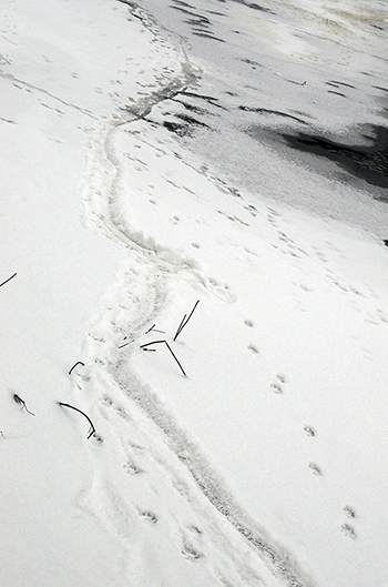 Mörka uttertassar i strandkanten och ett dike där djuret åkt kana.