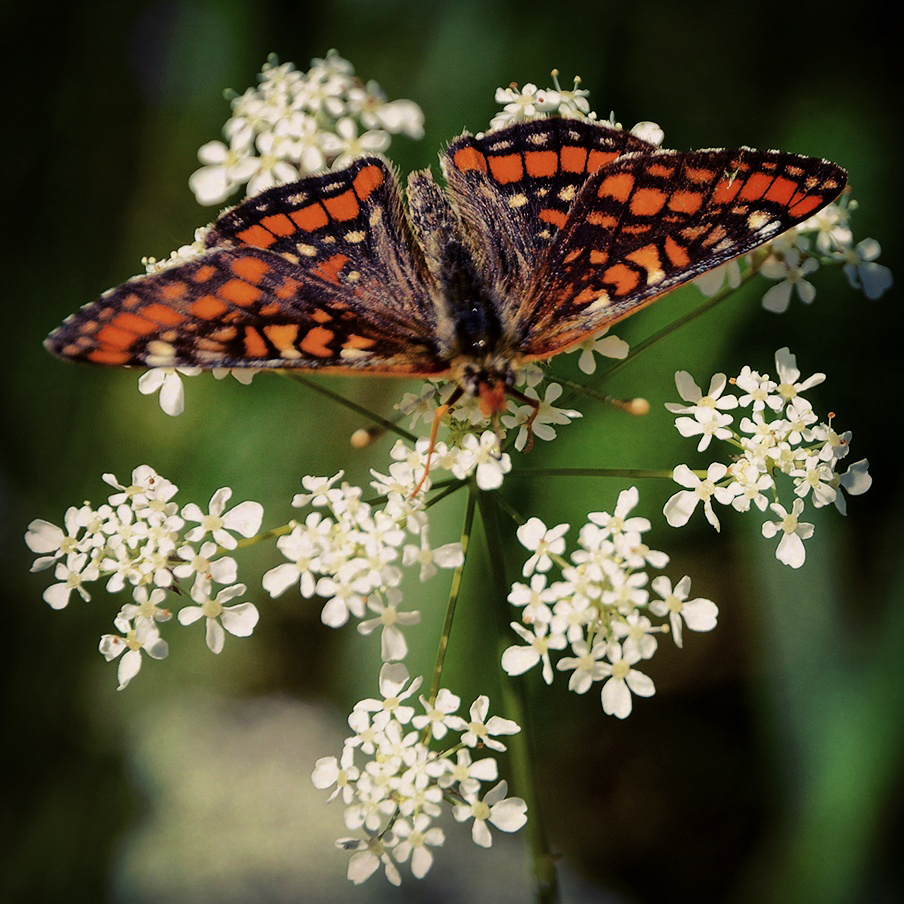 Vid Hummelsvedjan kan man se en av Sveriges mest hotade fjärilsarter: asknätfjärilen. Foto: Mats Hellmark