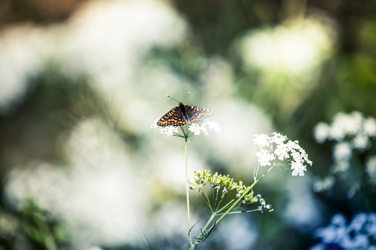 Asknätfjärilens gamla landskap försvinner, men det går att anpassa nya miljöer som hyggen, vägkanter och kraftledningsgator.