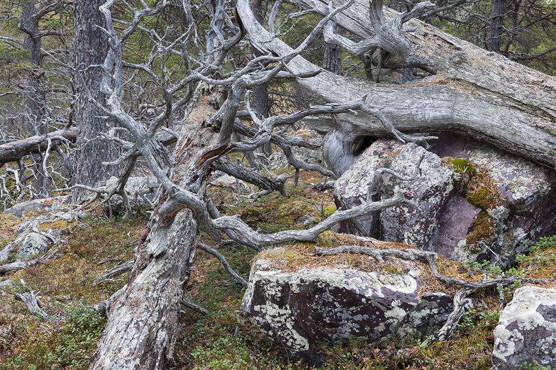 haarberg_laponia-select_11