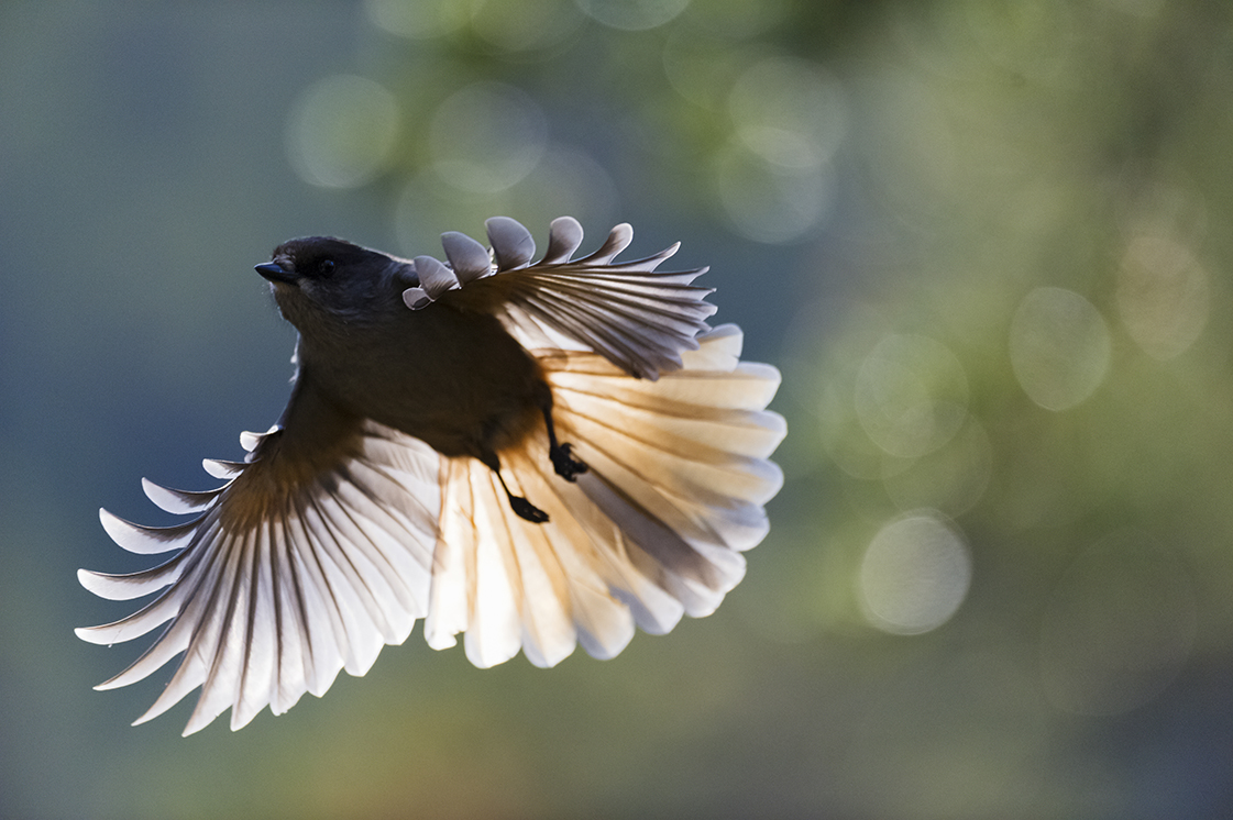 haarberg_laponia-select_13