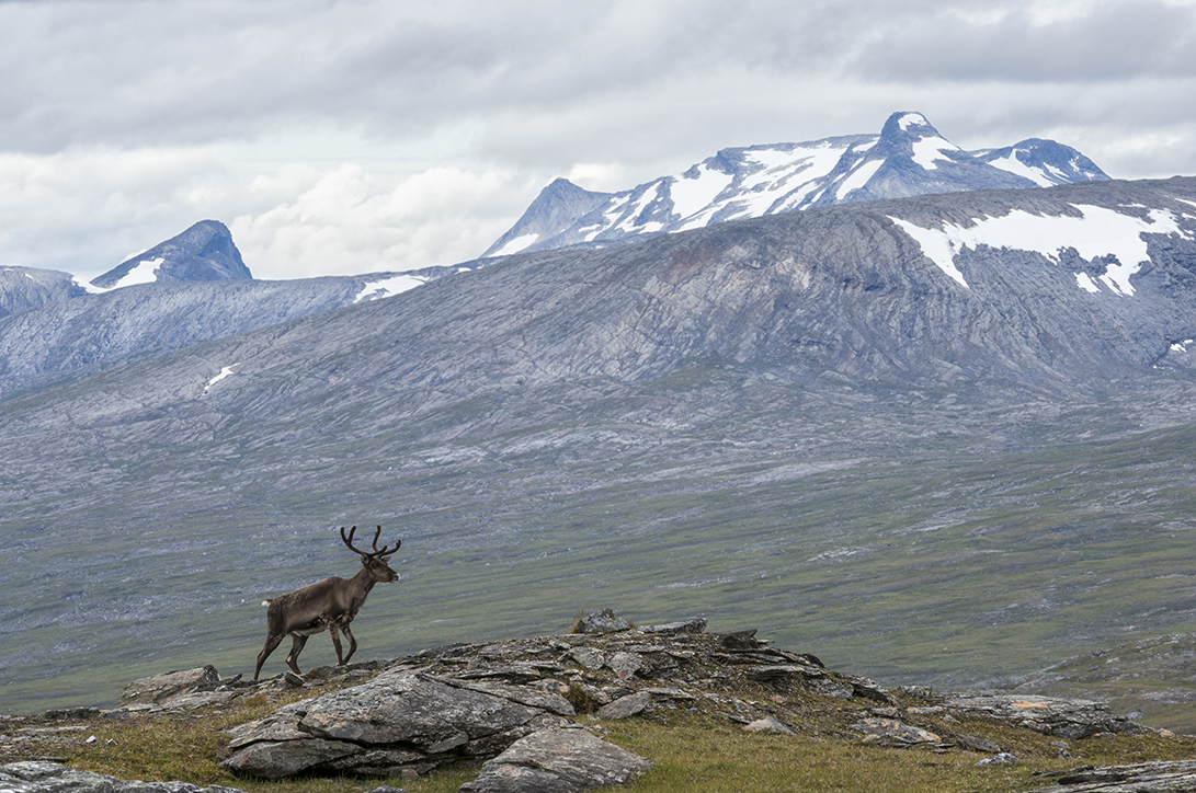 haarberg_laponia-select_15