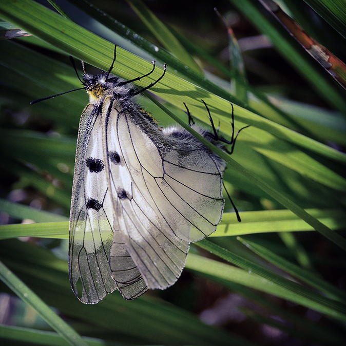 Mnemosyneparet verkar helt upptagna av varandra och måttligt bekymrade över uppmärksamheten. 