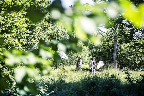 Flest mnemosynefjärilar i Sverige? Inventerarna Magnus Stenmark och Daniel Segerlind räknade in 77 på en dag på Lötaholmen.