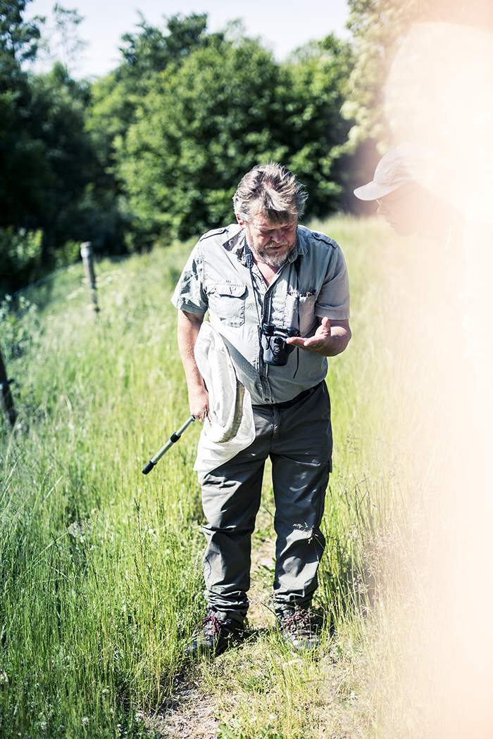 – Det finns för lite blomstermarker kvar, det är nog dagfjärilarnas största problem, säger Janne Björklund, fjärilsex-perten som hjälpt till med röjningar och att anpassa betet.