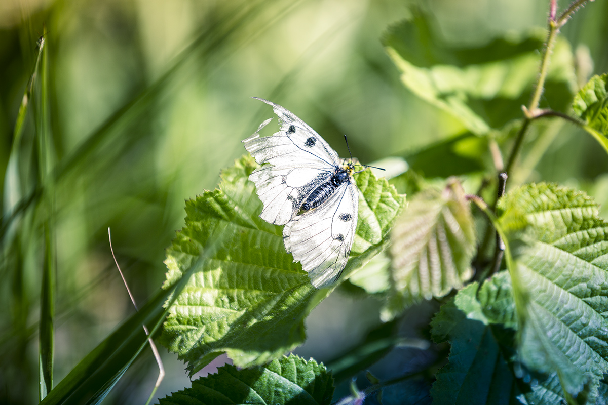 Mnemosynefjärilens korta flygtid närmar sig sitt slut, många av fjärilarna vi ser har rejält slitna vingar.