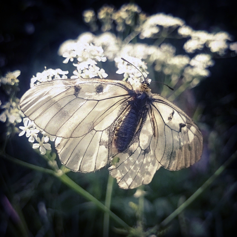 Mnemosynefjärilen vill ha ott om nektarrika blommor, bra ljusinsläpp och nunneört för larverna att leva på.