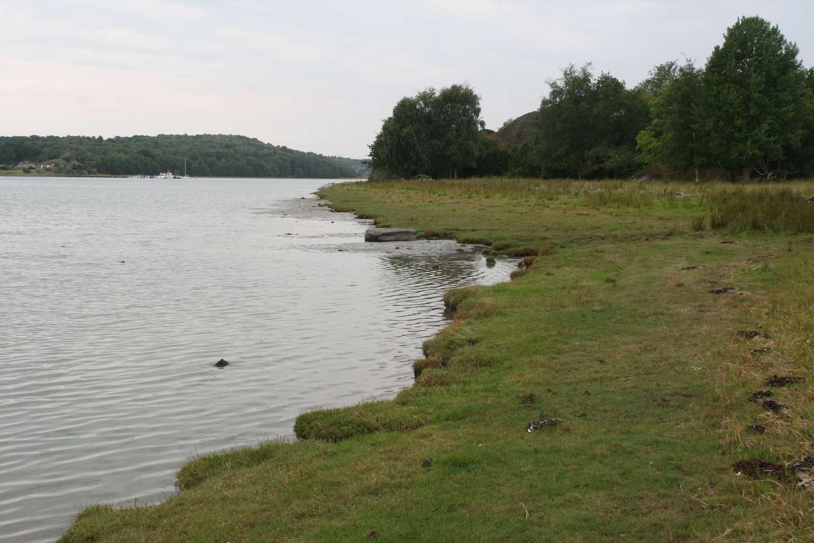 Strandäng vid vattnet. 