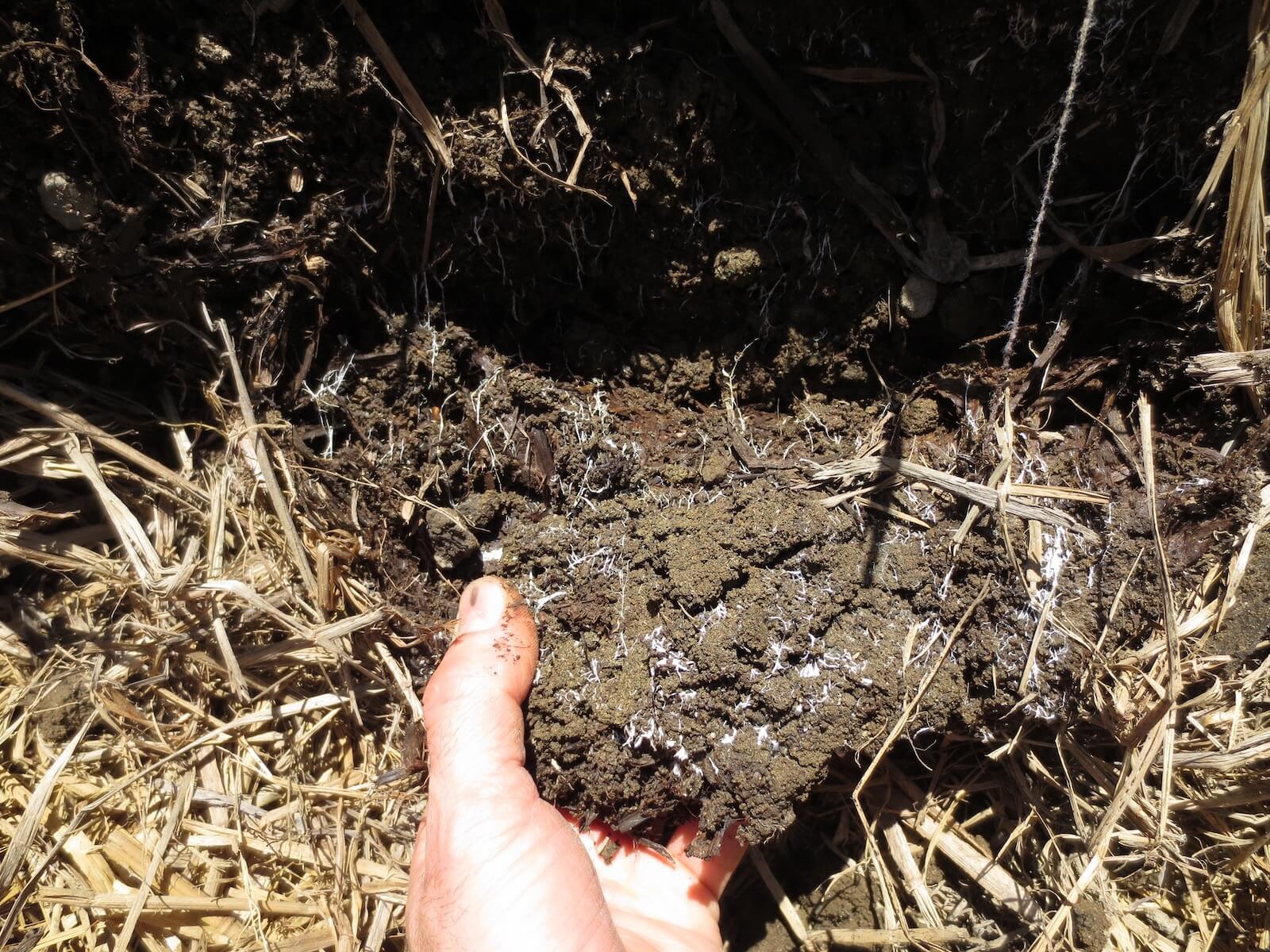 Hand som lyfter upp jordklump ur ett lager med halm. De små vita trådarna som syns i jorden är svampmycel. 