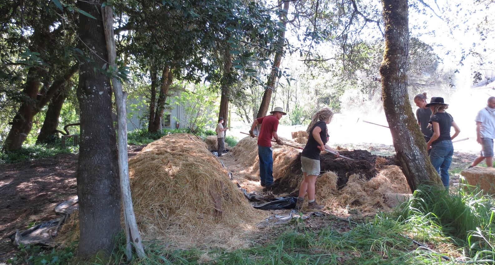 Människor sprider ut den förorenade jorden med hjälp av krattor. I bakgrunden syns jordhögar som redan har täckts av halm. 