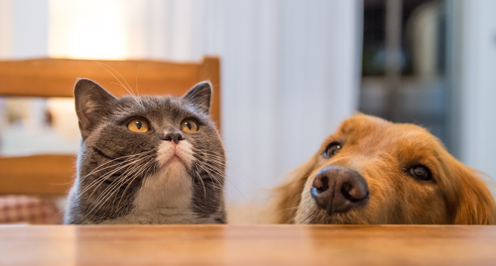 En grå katt och en guldbrun hund tittar upp från bakom ett köksbord och ser hungriga ut.