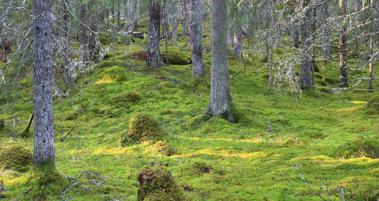 Grön mossklädd skogsdunge med gamla träd där det hänger lavar från de glesa grenarna.