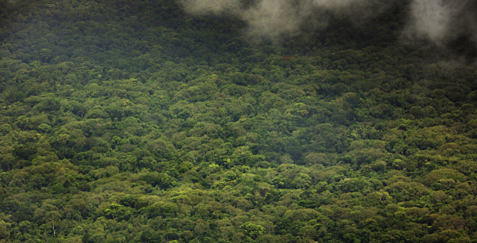 Vy över regnskog med dimmiga moln.