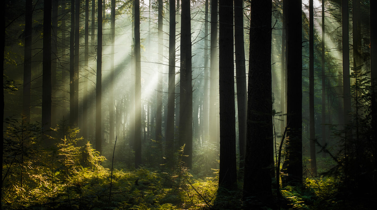 Solstrålar lyser igenom trädstammar från kala barrträd över mossbeklädd mark.