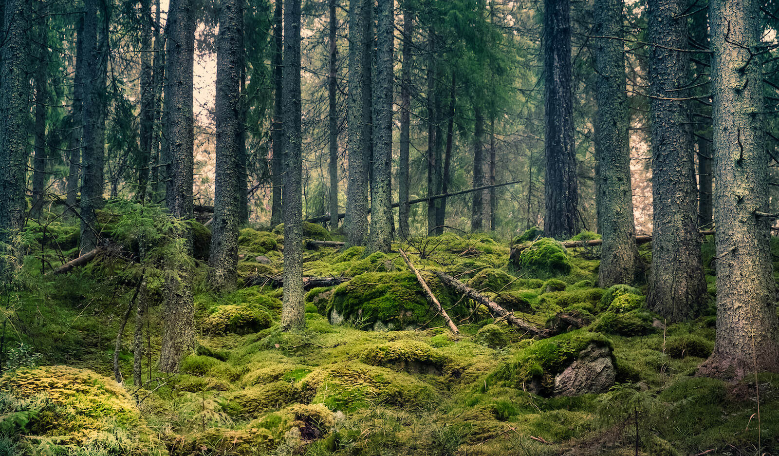 Skog med mossbeklädd mark och gamla trädstammar.