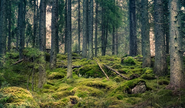 Skog med mossbeklädd mark och gamla trädstammar.