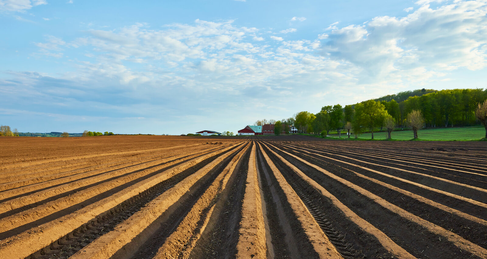 Fåror i jordbruksmark.