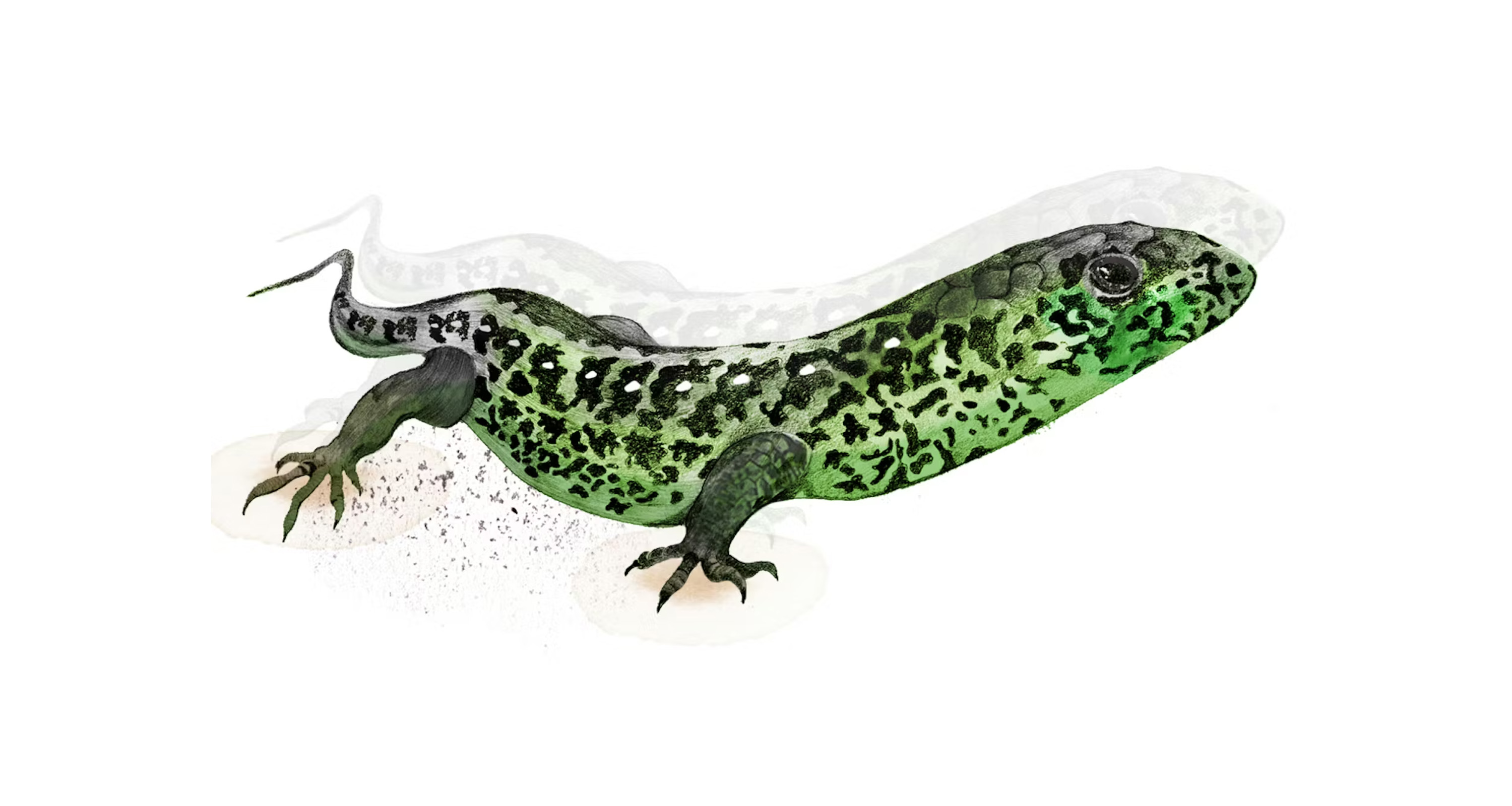 Illustration sandödla