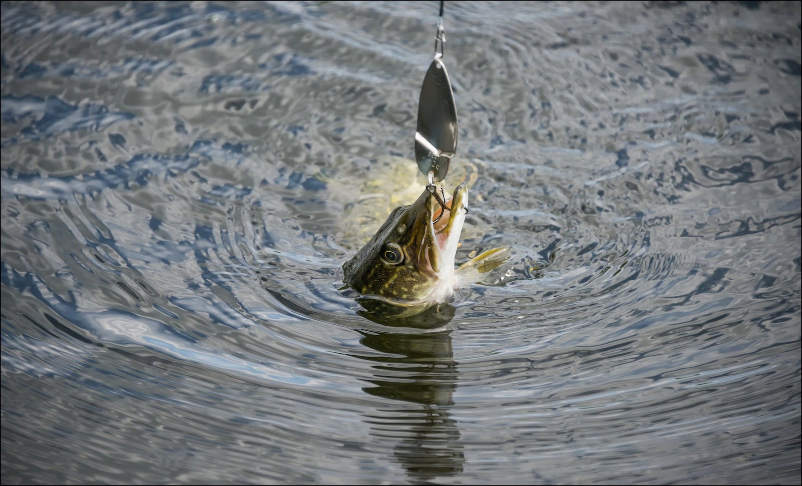 Gädda som fångats av fiskekrok